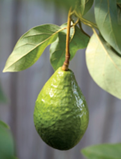 Avacado Tree Is