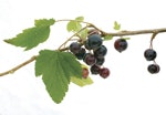 Black Currant2