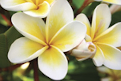 Frangipani Is