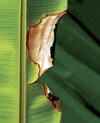 Burned Leaf Is