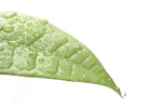 Leaf Water Is