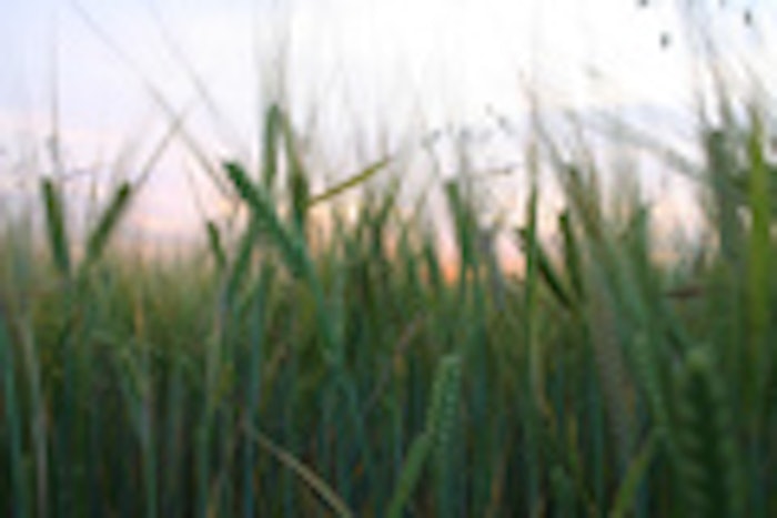 wheat_stalks_f
