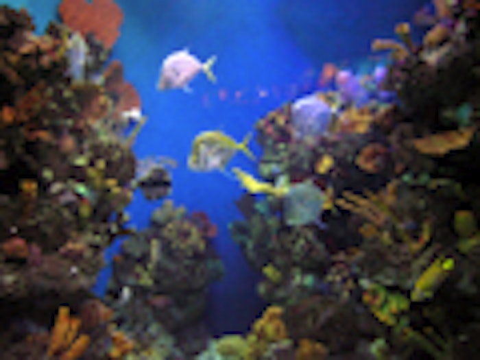 fishis in the aquarium