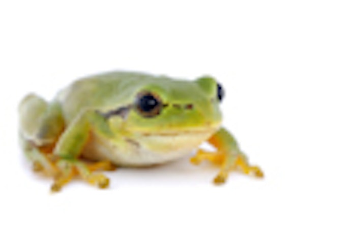 Green, little tree-frog on white background - close-up