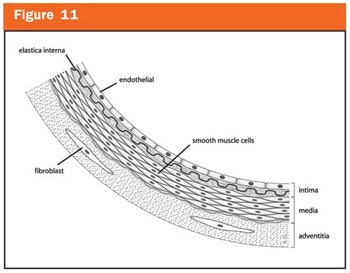 Fig 11 Pugliese