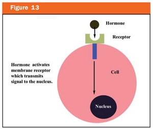 Fig 13 Pugliese