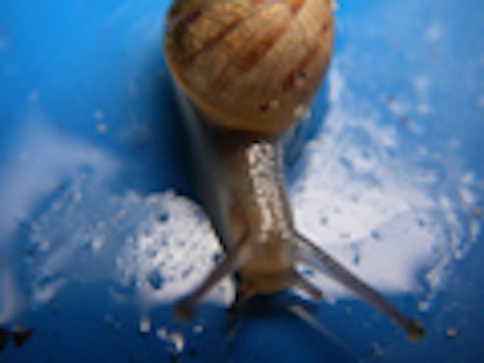 Snail_f