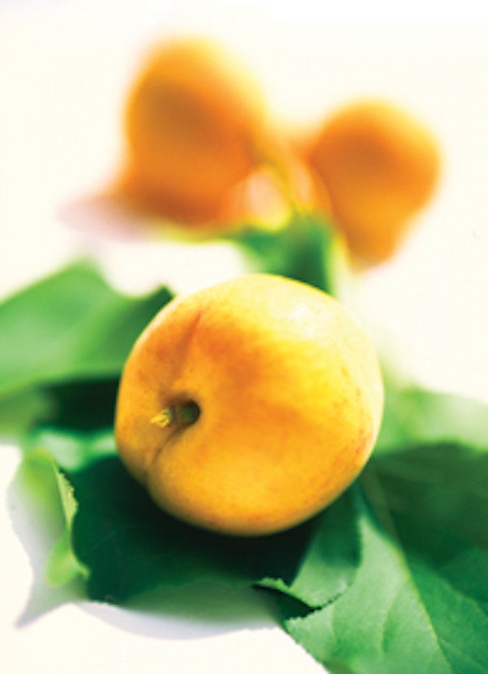 Apricot
