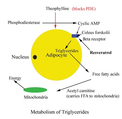 SI0807_Pugliese_Fig5