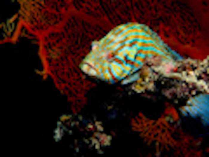 fish_and_coral_dt