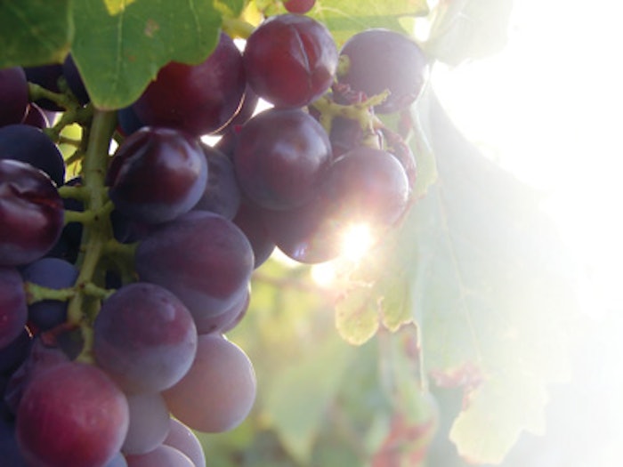 grapes_vine_sun_f
