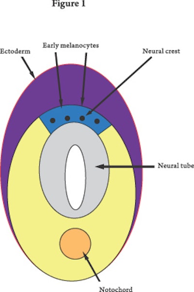 Pugiese-molecules(fig1)