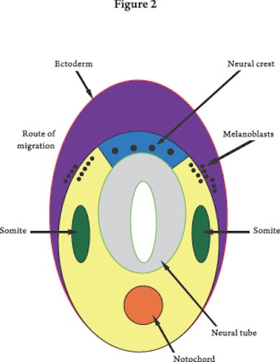 Pugiese-molecules(fig2)