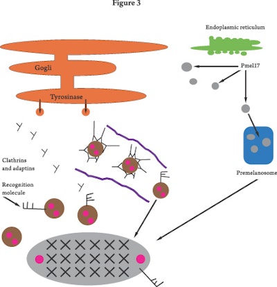 Pugiese-molecules(fig3)
