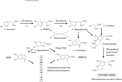 Pugiese-molecules(fig4)