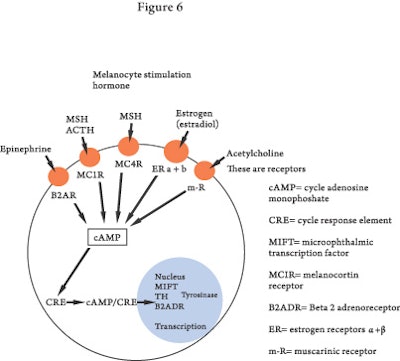 Pugiese-molecules(fig6)