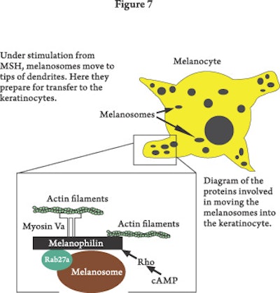 Pugiese-molecules(fig7)