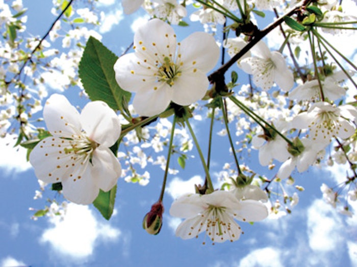 flowers1