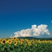 Sunflower_2878777_XL1