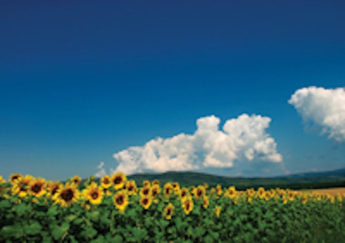 Sunflower_2878777_XL1
