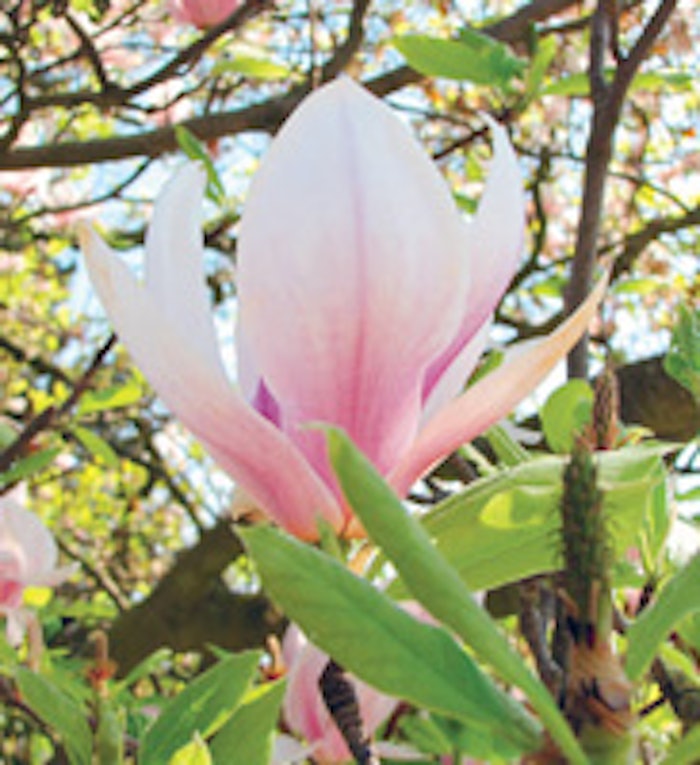 Magnolia flower