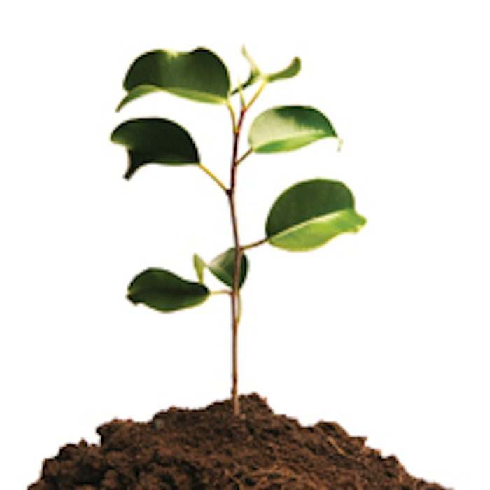 sprout1