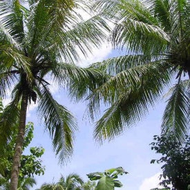 Indo Palm Trees