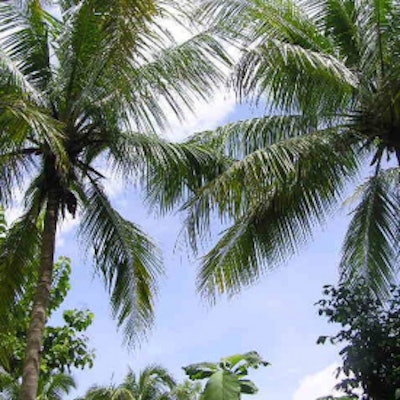 Indo Palm Trees