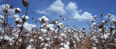 Cotton