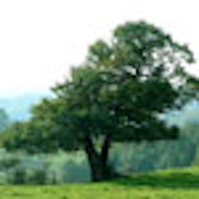 tree_field_f