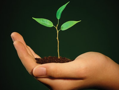 hand holding seedling