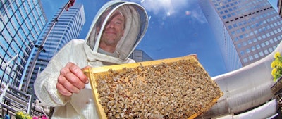 Beekeeper Matt Kentner at work on the Brown Palace roof