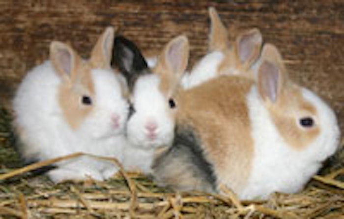 animaltestingban_image