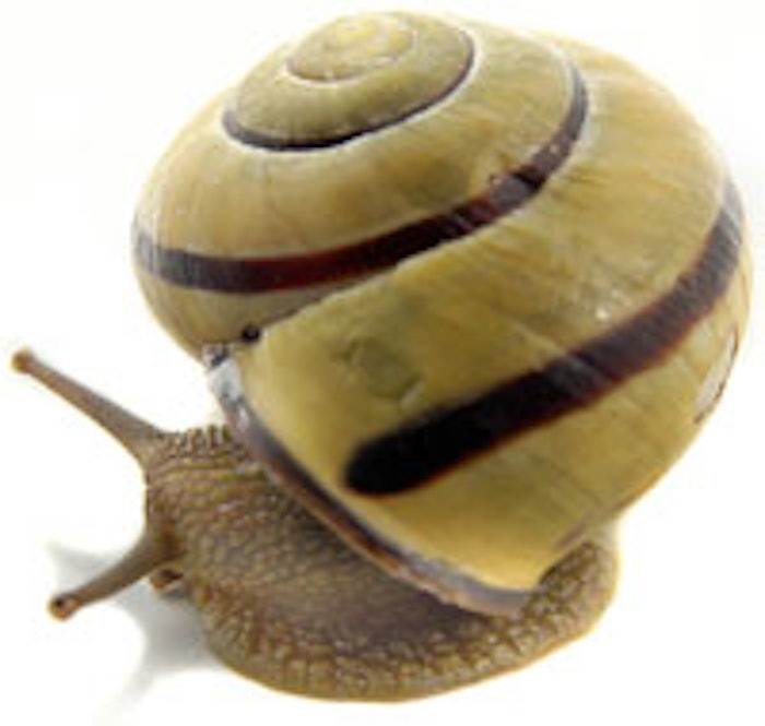 snails_m