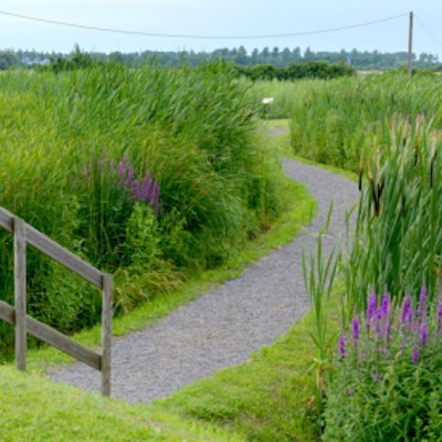 The Phytomer filtration garden uses three tiers of indigenous plants which contain enzymes and bacteria that naturally filter and remove pollution from water.