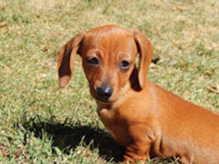 A photo of my puppy, Jasmine, taken on the first day with my new camera.