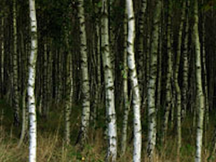 birch_m