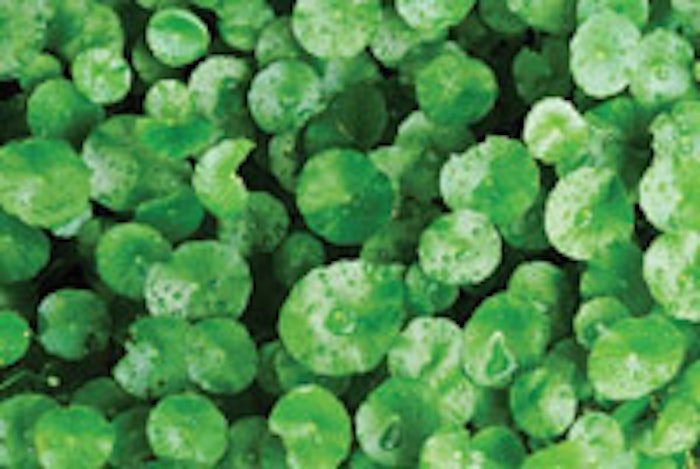 Centella asiatica