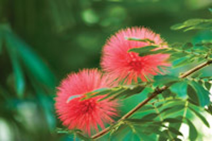 Albizia julibrissin