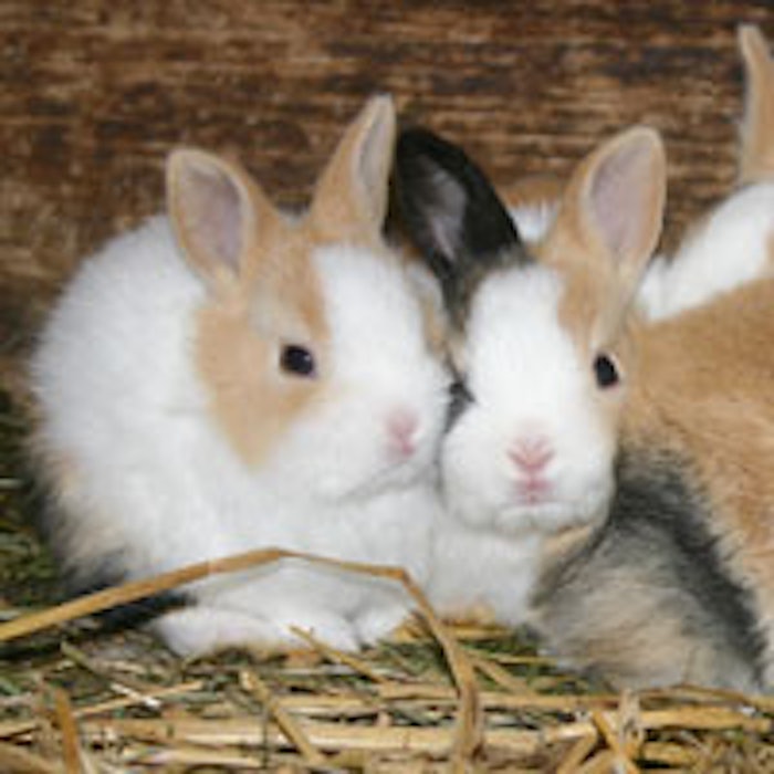 bunnies_f_m