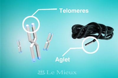 Telomeres
