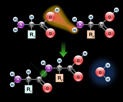 Peptide+bond+of+two+amino+acids
