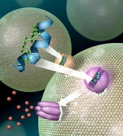 Figure+2.+Peptide+binding+to+a+receptor+on+the+outside+of+the+cell+membrane
