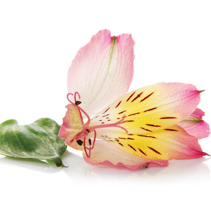 SI1508_FBNC_Power_flower_850