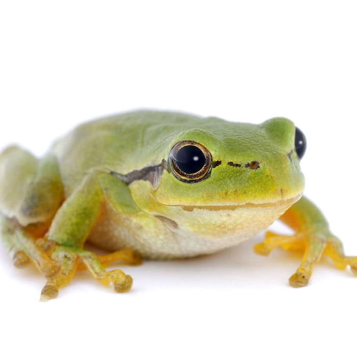 SI_frog_on_white_bb