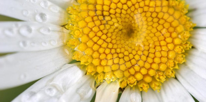 SI_1016_rhondaallison_daisyflower1_850x424