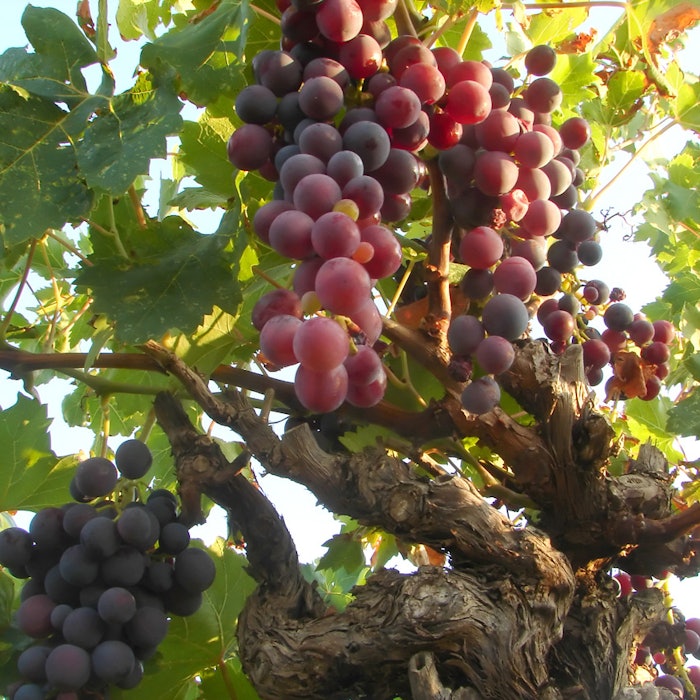 grapes on tree