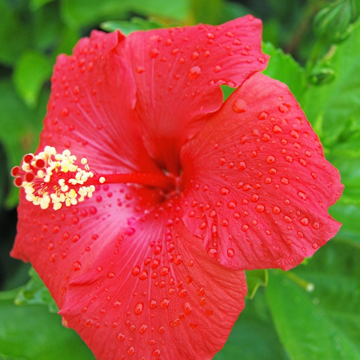 hibiscus_bb