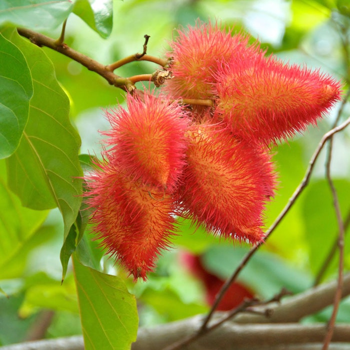 annatto_SI_850