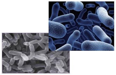 An image of lactobacillus